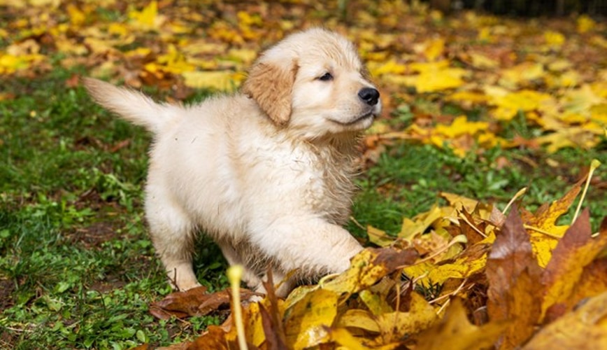 Avoid Heavy Lawn Traffic