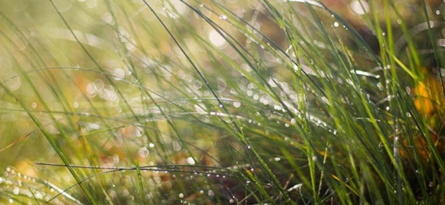 Regional Considerations for Virginia & Maryland Lawns