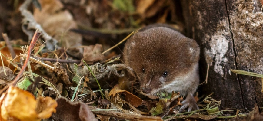 The Dangers of Leaving Thick Leaf Layers on Maryland Grass