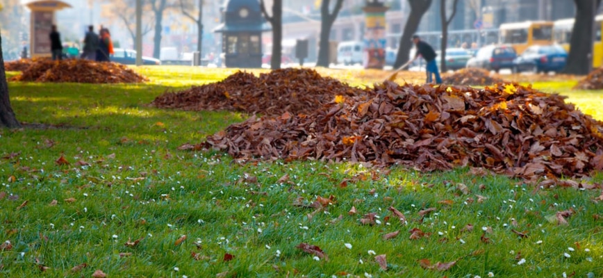 To Keep or Not Keep Leaf Litter? Fall Leaf Cleaning for a Healthy Maryland Lawn