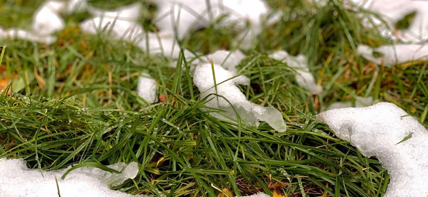 Dormant Grass, Active Soil: What's Still Happening Under Your Winter Lawn