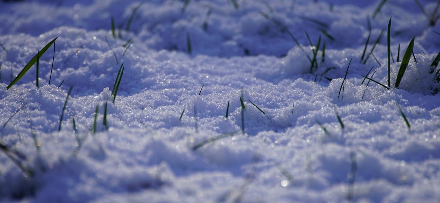 How Winter Weather Patterns Shape the Health of Maryland Lawns All Year Long