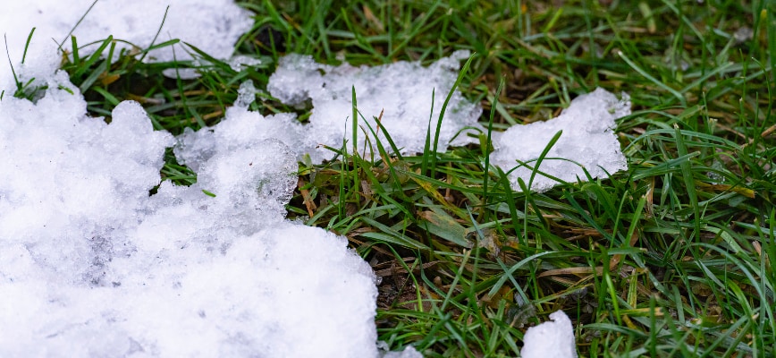 Why Salt and Ice Melt Damage Lawns