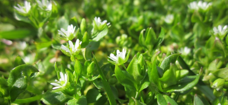 Chickweed (Low-Growing and Fast-Spreading)