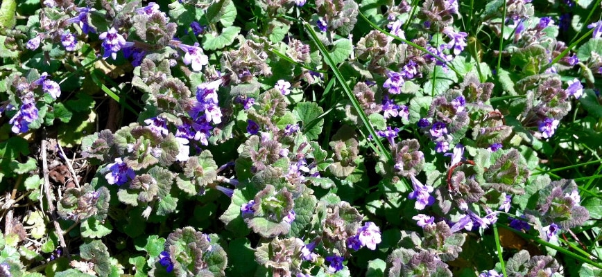 Henbit (Purple Flowers in Early Spring)