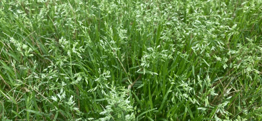 Annual Bluegrass (Poa annua)