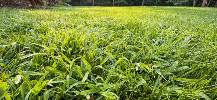 Maryland's Early Spring Weeds: Identification & Prevention Before They Spread