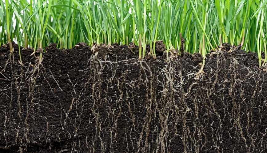 Forgetting That Lawn Health Impacts Water Needs