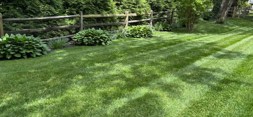 Healthy Organic Matter: The Foundation of a Strong Lawn