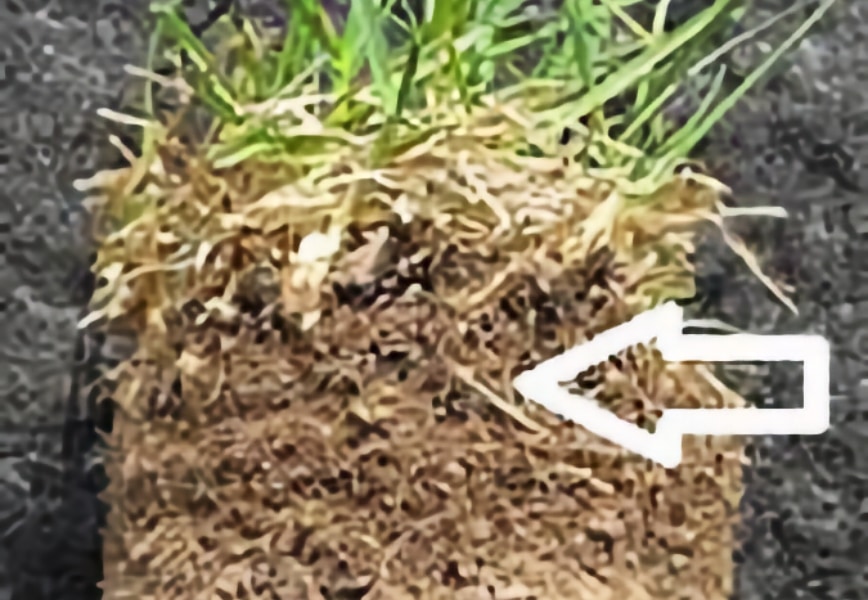 When Thatch Becomes a Problem