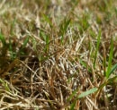 Thatch vs. Healthy Organic Matter: Understanding the Balance for a Strong Lawn