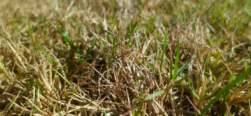 Thatch vs. Healthy Organic Matter: Understanding the Balance for a Strong Lawn
