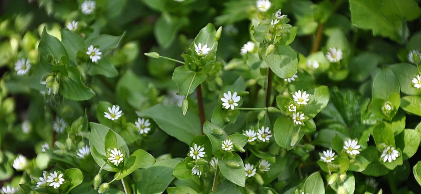 What Are Warm-Season Weeds?