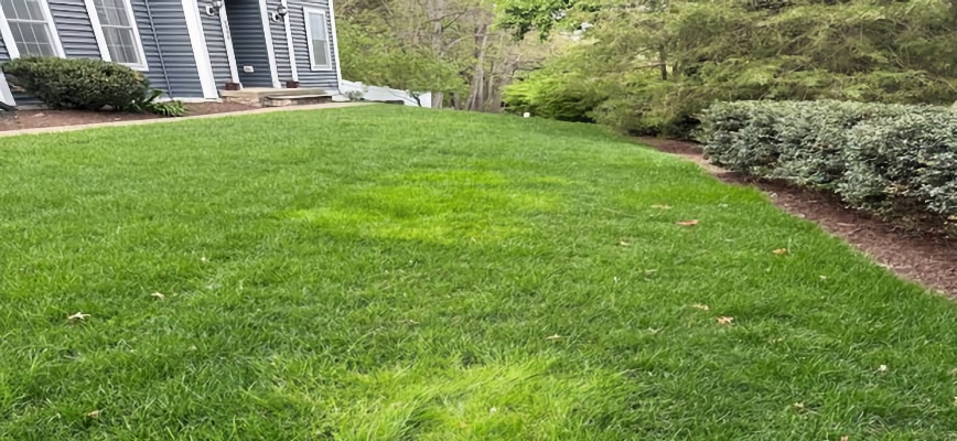 Ready for a Lawn with Fewer Weeds?