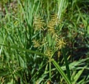 Warm-Season vs. Cool-Season Weeds: How to Keep Both Types Under Control
