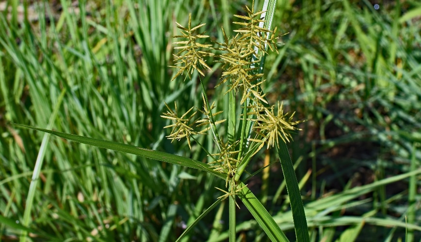 Warm-Season vs. Cool-Season Weeds: How to Keep Both Types Under Control