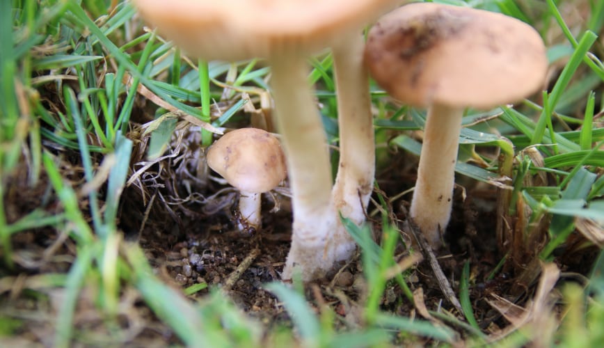 Are Mushrooms Bad for Your Lawn?