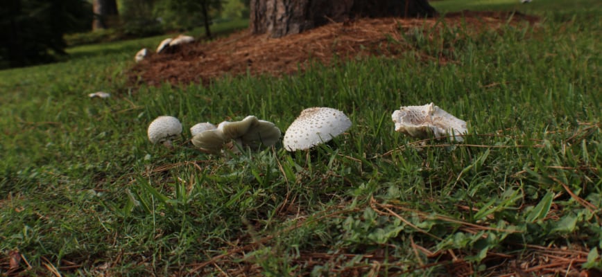 Healthy Lawns Still Get Mushrooms