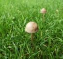 Why Mushrooms Pop Up in Lawns — And What Maryland Homeowners Can Do About Them