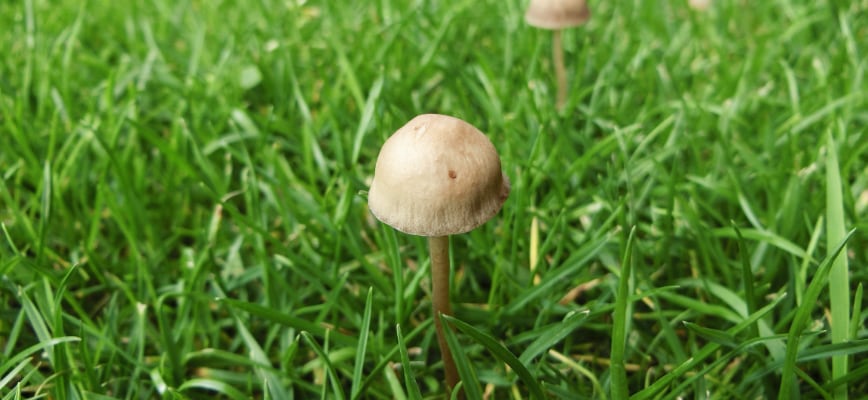 Why Mushrooms Pop Up in Lawns — And What Maryland Homeowners Can Do About Them