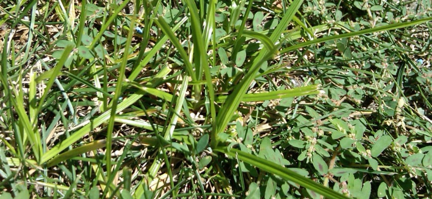 Why Pulling Yellow Nutsedge Usually Makes It Worse