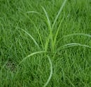 Yellow Nutsedge in Maryland Lawns: What It Is and How to Control It