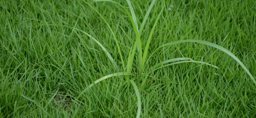 Yellow Nutsedge in Maryland Lawns: What It Is and How to Control It