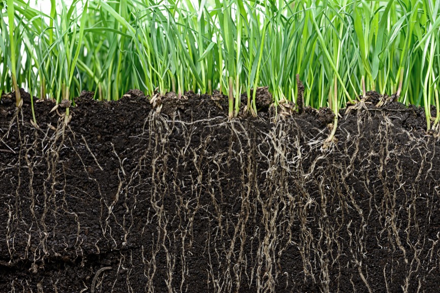 They Encourage Stronger Root Systems
