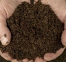 How Healthy Soil Supports a Strong Lawn: The Hidden World of Soil Microbes