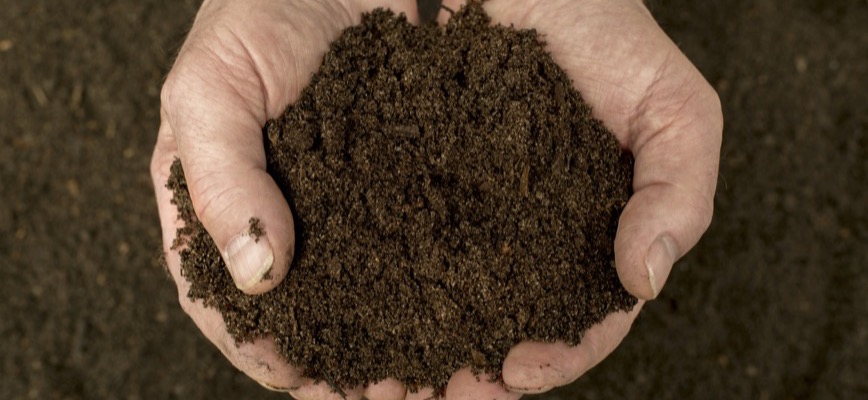 How Healthy Soil Supports a Strong Lawn: The Hidden World of Soil Microbes