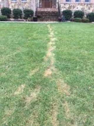 Footprints left in drought-stressed grass