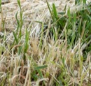 Summer Grass Problems: Is Your Lawn Drought Stressed, Heat Stressed, or Diseased?