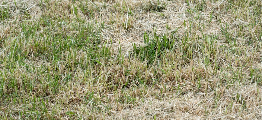 Summer Grass Problems: Is Your Lawn Drought Stressed, Heat Stressed, or Diseased?