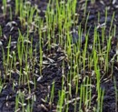 Overseeding Mistakes Maryland Homeowners Should Avoid This Season