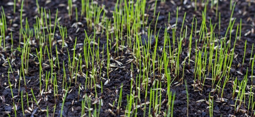 Overseeding Mistakes Maryland Homeowners Should Avoid This Season
