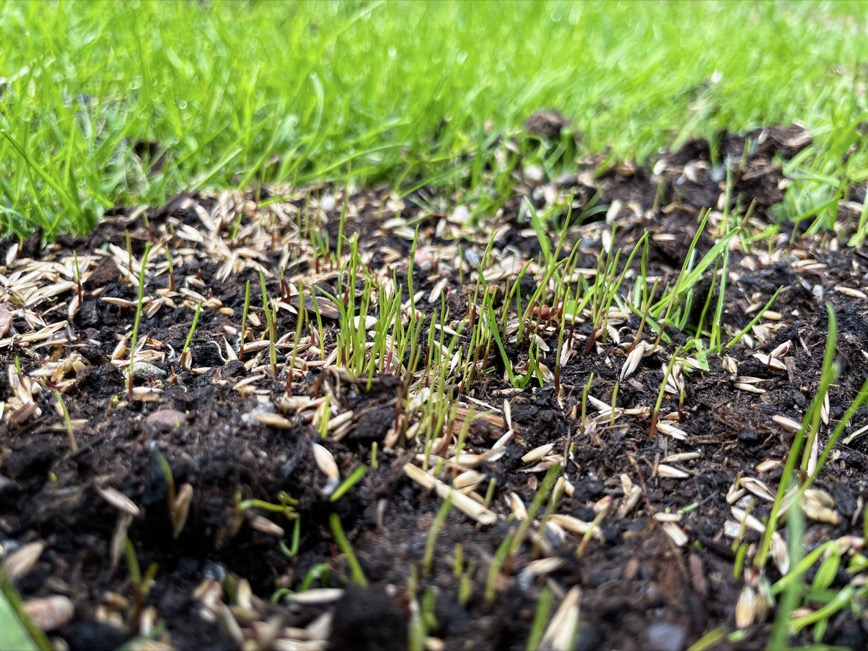 Grass seedlings sprouting through moist soil and scattered seed in a newly overseeded lawn