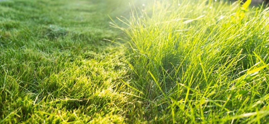 Why Spring Seeding is Never Best Practice