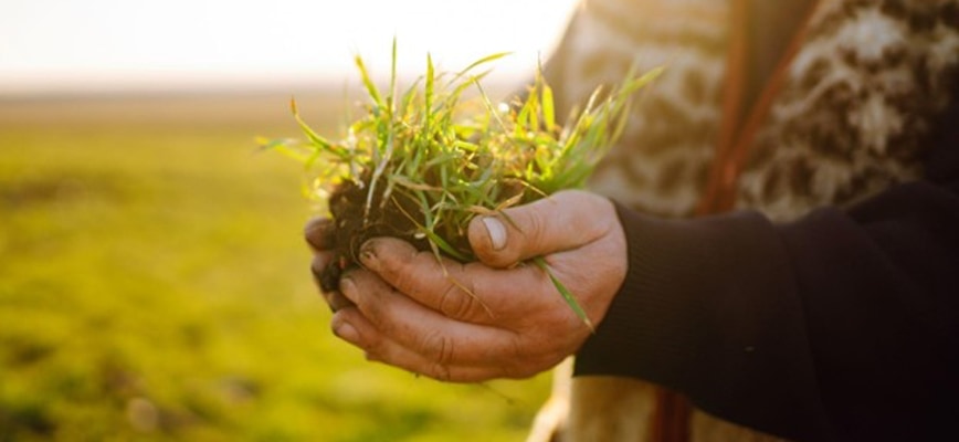 Why Your Lawn Loves Fall: 4 Big Benefits of Autumn Seeding