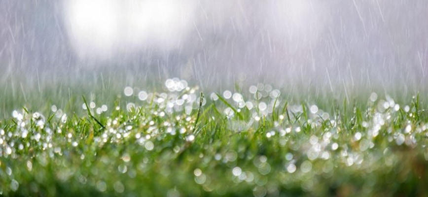 When Will Agrolawn Begin Seeding?