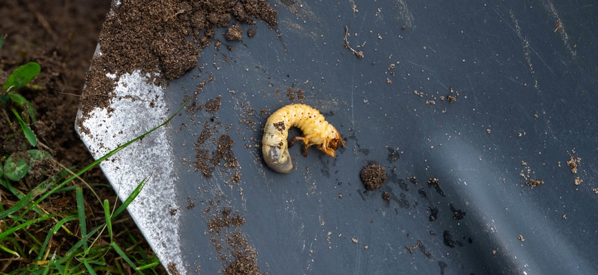 The Grub Solution: A Lawn Care Program With Grub Control