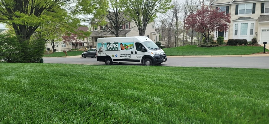 Prevent Grub Invasions At The First Sign with Agrolawn