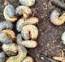 Tackling Pests Early: How Grubs Ravage Maryland and Virginia Lawns