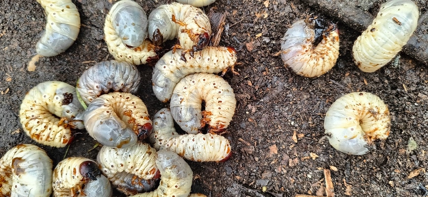 Tackling Pests Early: How Grubs Ravage Maryland and Virginia Lawns