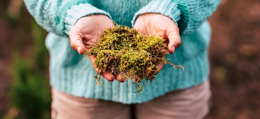 Will Treatments Help Me Get Rid of Moss in My Lawn?