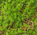 How to Get Rid of Moss in Your Lawn