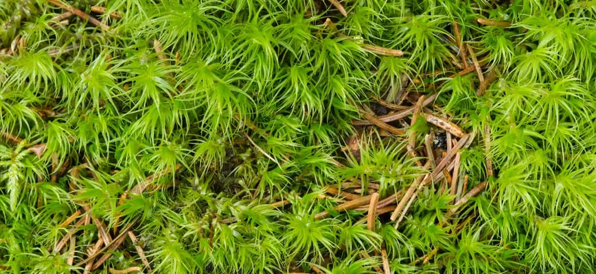 How to Get Rid of Moss in Your Lawn