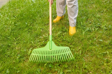 Lightly rake the lawn