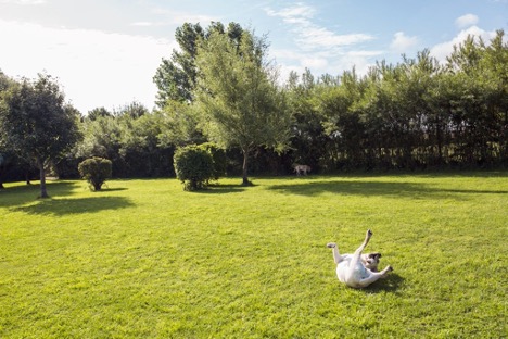 From Winter Woes to Spring Successes, Agrolawn Will Lead Your Lawn to Greatness