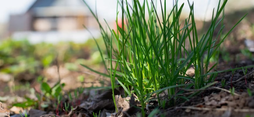 Early April: First Fertilization and Pre-Emergent Application