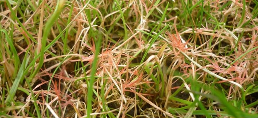 What is Red Thread Disease?
